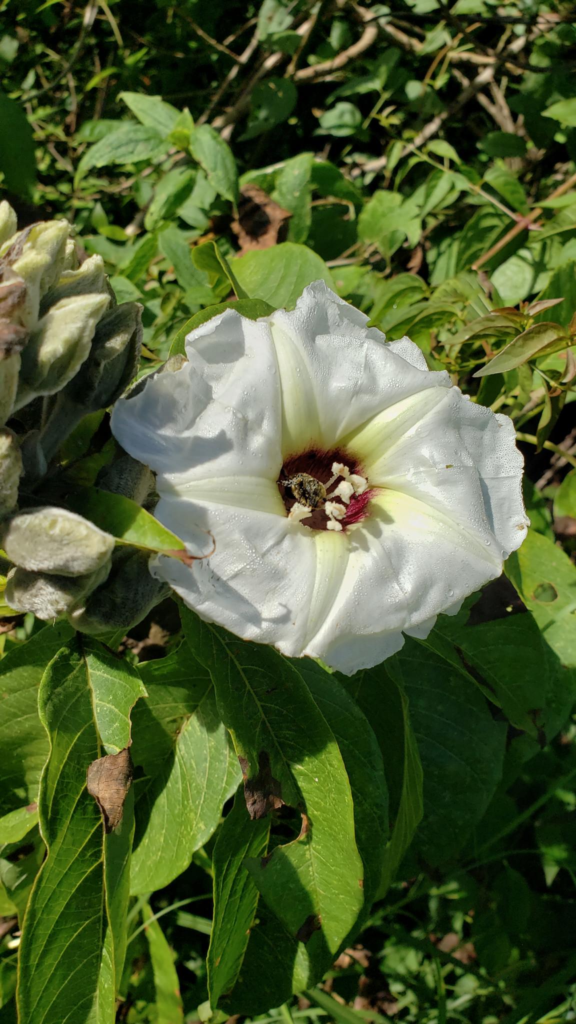 Ipomoea murocoides